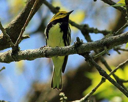 black throated green warbler